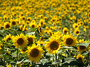 �Ђ܂��̗��̕��i