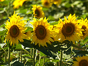 �Ђ܂��O�A��