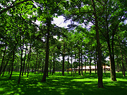 �m�[�U���z�[�X�p�[�N�̕��i