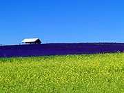 ����̃t�@�[���̕��i