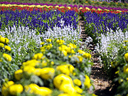 ����̃t�@�[���̕��i