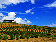 ����̃t�@�[���̕��i