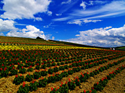 ����̃t�@�[���̕��i