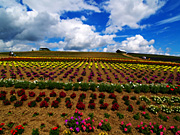 ����̃t�@�[���̕��i