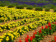 ����̃t�@�[���̕��i