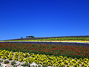 ��x�ǖ�E����̃t�@�[��