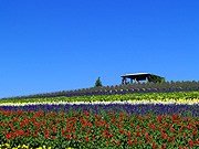 ����̃t�@�[���̕��i