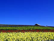 ����̃t�@�[���̕��i