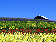 ����̃t�@�[���̕��i