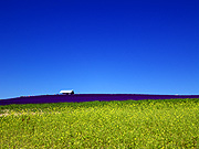 ����̃t�@�[���̕��i