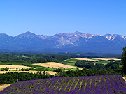 ���x���_�[���Ə\���x�A��̕��i