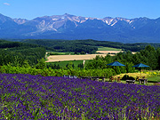 ���x���_�[���Ə\���x�A��̕��i