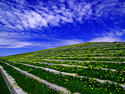 �v���C�}�E���e��