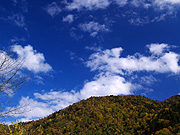 �g�t�R�̕��i