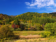 �g�t�R�̕��i