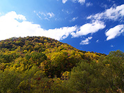 �g�t�R�̕��i