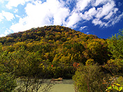 �g�t�R�̕��i