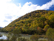 �g�t�R�̕��i