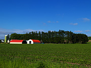 �����̓c�����i