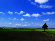 �����̓c�����i