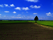 �����̓c�����i