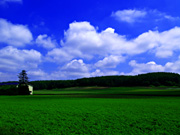 �����̓c�����i