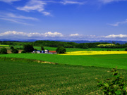 �p���b�g�̋u�̕��i