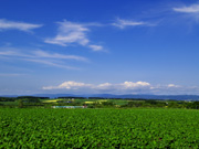 �p���b�g�̋u�̕��i