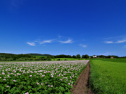 �W���K�C�����̕��i