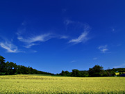 �p���b�g�̋u�̕��i