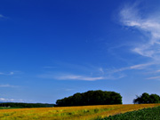 �p���b�g�̋u�̕��i