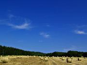 �����̓c�����i