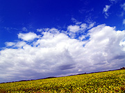 �p���b�g�̋u�̕��i