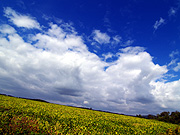 �p���b�g�̋u�̕��i