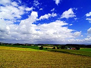 �p���b�g�̋u�̕��i