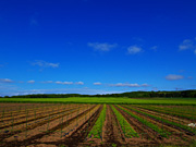 �����̓c�����i