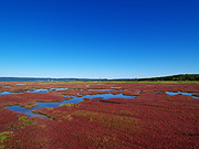 �\��΂̎X�葐���i