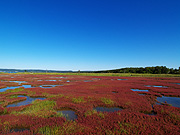 �\��΂̎X�葐���i