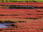 �\��΂̎X�葐���i