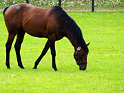 �L���O�J���n���n