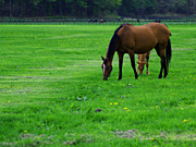 �e�q�̔n���i