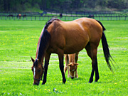 �e�q�̔n���i