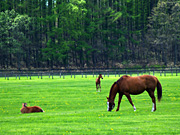 �e�q�̔n���i