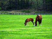 �e�q�̔n���i