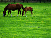 �e�q�̔n���i