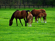 �e�q�̔n���i