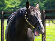 �V���{���N���X�G�X