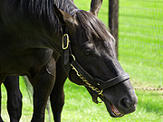 �V���{���N���X�G�X