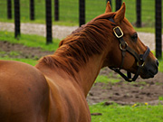 �O���X�����_�[