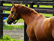 �O���X�����_�[